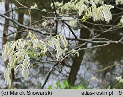 Styphnolobium japonicum Hrynkiewicz