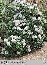 Rhododendron hort. Gloriosum