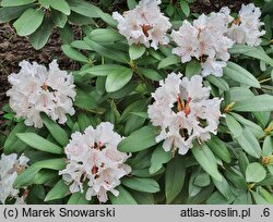 Rhododendron hort. Gloriosum