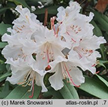 Rhododendron hort. Gloriosum