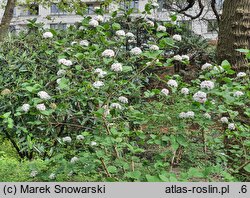 Viburnum carlesii (kalina koreańska)