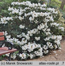 Rhododendron pseudochrysanthum