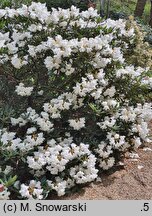 Rhododendron pseudochrysanthum
