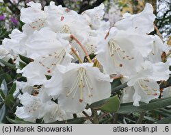 Rhododendron pseudochrysanthum
