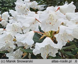 Rhododendron pseudochrysanthum