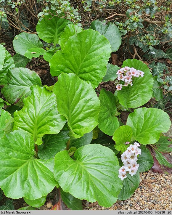 Bergenia cordifolia Jelle