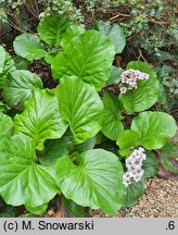 Bergenia cordifolia Jelle