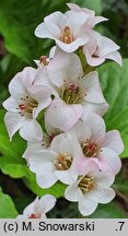 Bergenia cordifolia Jelle