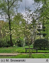 Magnolia Daphne
