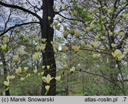 Magnolia Daphne