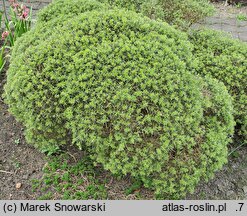 Echinospartum horridum (janowiec sterczący)