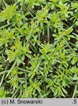 Echinospartum horridum (janowiec sterczący)