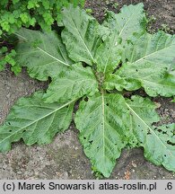 Mandragora officinarum (mandragora lekarska)
