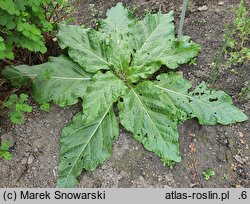 Mandragora officinarum (mandragora lekarska)