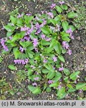 Viola jooi (fiołek transylwański)