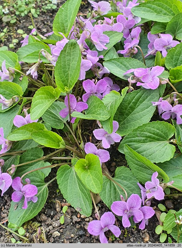 Viola jooi (fiołek transylwański)