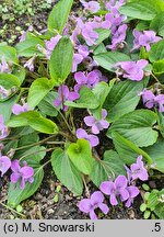 Viola jooi (fiołek transylwański)