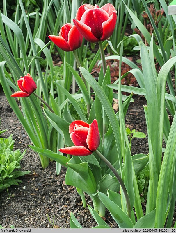 Tulipa Fontainebleau