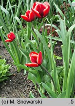 Tulipa Fontainebleau