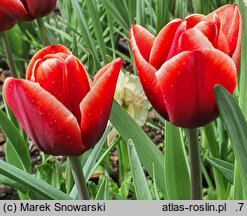 Tulipa Fontainebleau