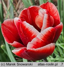 Tulipa Fontainebleau
