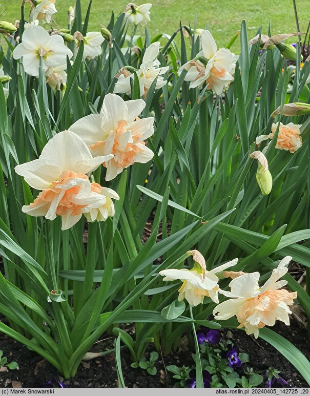 Narcissus Delnashaugh