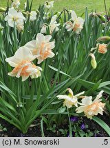 Narcissus Delnashaugh