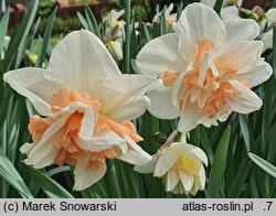 Narcissus Delnashaugh