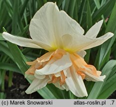Narcissus Delnashaugh