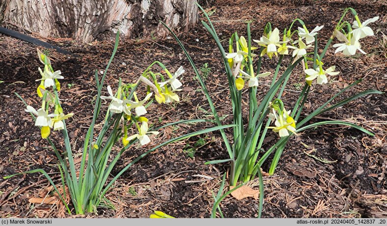 Narcissus Moonlight Sensation