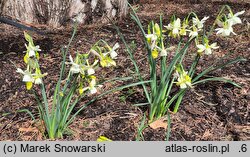 Narcissus Moonlight Sensation