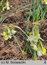 Narcissus Moonlight Sensation