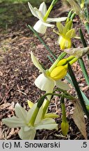 Narcissus Moonlight Sensation