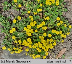 Potentilla neumanniana (pięciornik wiosenny)