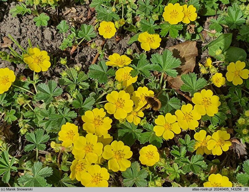 Potentilla neumanniana (pięciornik wiosenny)