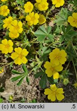 Potentilla neumanniana (pięciornik wiosenny)
