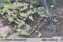 Prunus pumila (wiśnia drobna)