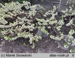Prunus pumila (wiśnia drobna)