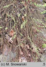 Salix polaris (wierzba polarna)