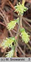 Salix polaris (wierzba polarna)