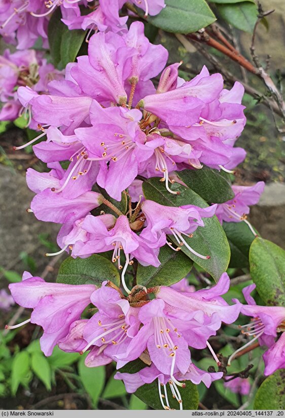 Rhododendron rubiginosum