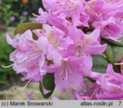 Rhododendron rubiginosum