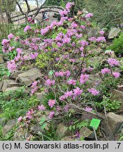 Rhododendron rubiginosum