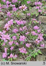 Rhododendron rubiginosum