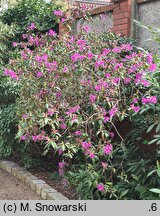Rhododendron concinnum