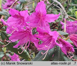 Rhododendron concinnum