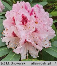 Rhododendron hort. Prince Camille de Rohan
