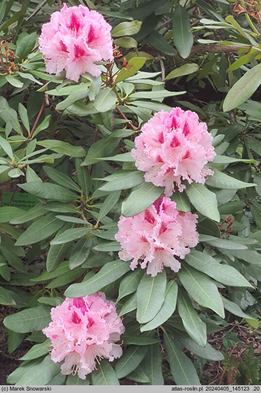 Rhododendron hort. Prince Camille de Rohan