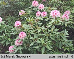 Rhododendron hort. Prince Camille de Rohan