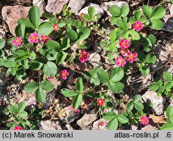 Fragaria Pink Panda